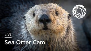 Live webcam: Sea Otter Cam