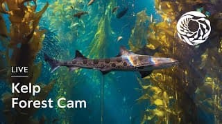 Live webcam: Kelp Forest Exhibit